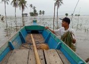 772 Haktare Sawah Terendam Banjir di Sidrap, Petani Merugi Ratusan Juta