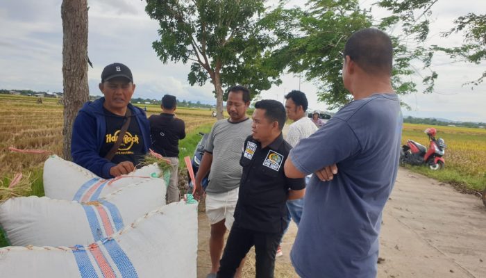 Legislator NasDem Sidrap Bahrul Appas Harap Pihak Terkait Rajin Pantau Harga Gabah Petani