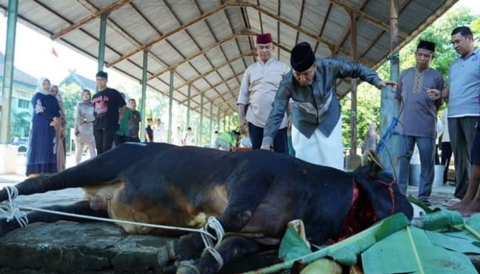 Pangdam XIV/Hsn Serahkan Puluhan Hewan Qurban, Harap Beri Kebahagiaan Pada Masyarakat Sekitar