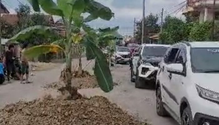 Waduh! Parah, Jalan Trans Sulawesi di Sidrap Ditanami Pohon Pisang
