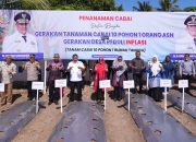 Sofha Marwah Bahtiar Mulai Gerakan Tanam Cabai di Kabupaten Wajo