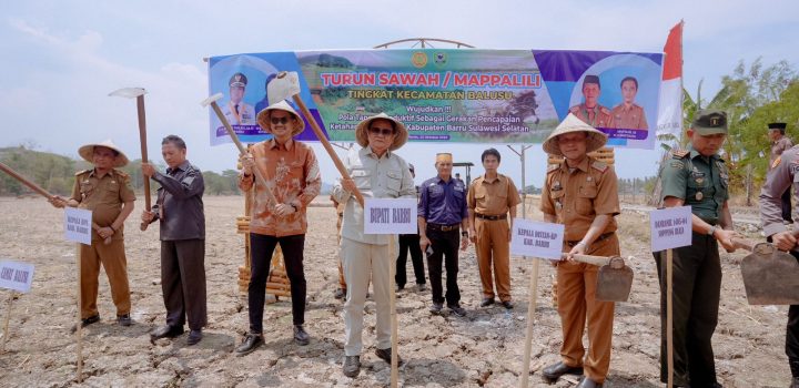 Bupati Barru Hadiri Acara Turun Sawa ‘Mappalili’ di Desa Binuang