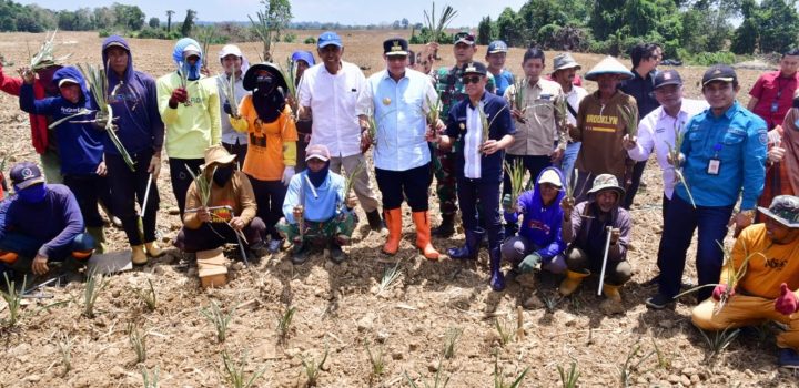 Tingkatkan Ketahanan Pangan, 50.000 Benih Nila Dilepas di Embung Kecamatan Mare