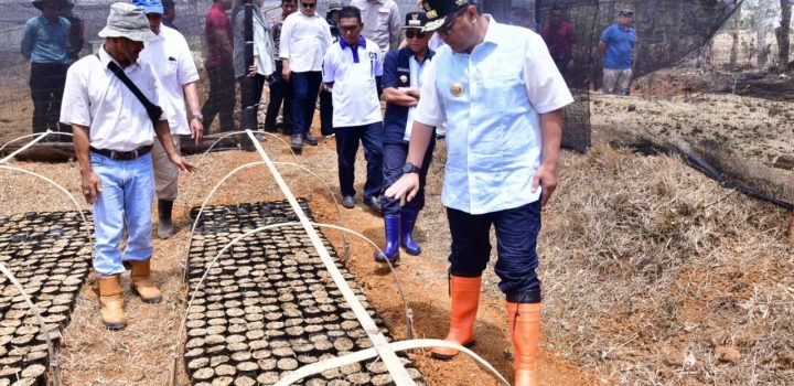 Buka Lapangan Kerja Baru, Warga Mare Dipekerjakan di Sentra Pembibitan Pisang Cavendish Bone