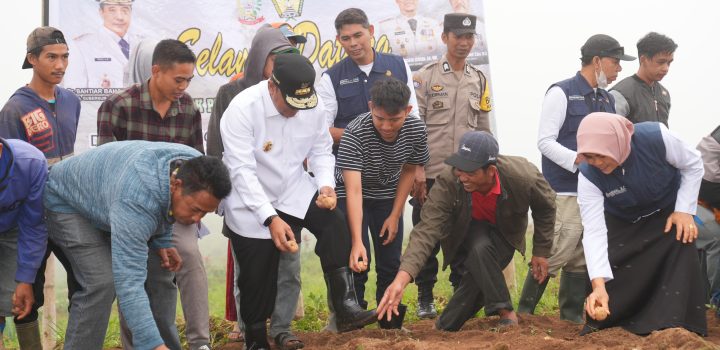 Pj Gubernur Sulsel Ikut Tanam Kentang Bersama Petani Tinggimoncong