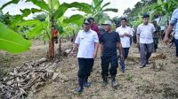 Cerita Abdul Hafid, Awalnya Beli Online Enam Pohon Bibit Pisang Cavendish