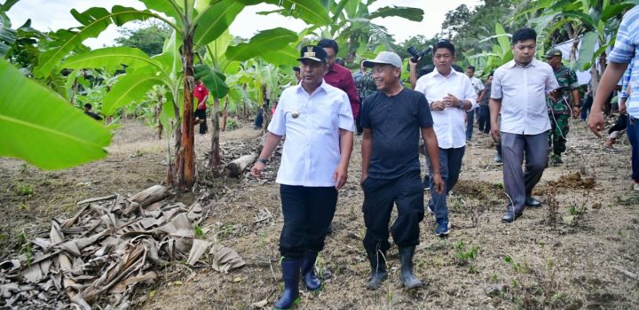 Cerita Abdul Hafid, Awalnya Beli Online Enam Pohon Bibit Pisang Cavendish