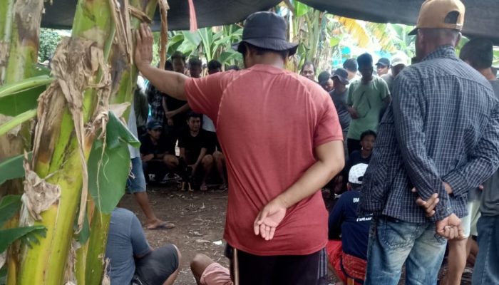 Pelaku Sabung Ayam di Pinrang, Main “Kucing-Kucingan” dengan Polisi, Ada Apa?