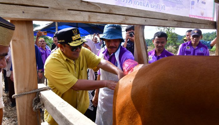 Inovasi Peternakan di Cina Bone, Inseminasi Buatan Dikuatkan dengan Ketersediaan Pakan