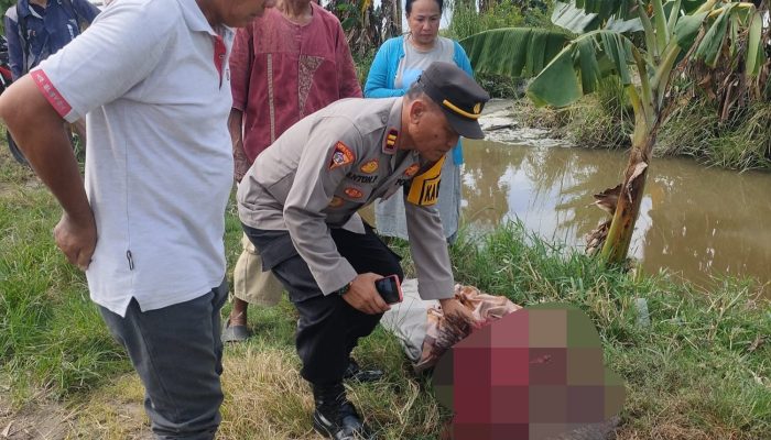 Sesosok Mayat Pria Ditemukan di Area Persawahan Sidrap
