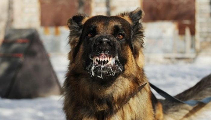 Kabid P2P Dinkes Sidrap: Gigitan Hewan Penular Rabies Hingga Juli 280 Kasus