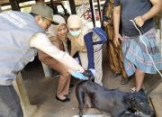 Sehari, Disnakkan Sidrap Vaksin Rabies 92 Anjing dan 90 Kucing di Pitu Riawa
