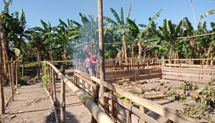 Judi Sabung Ayam Marak di Pinrang, Polisi Gerak Cepat Obrak-Abrik