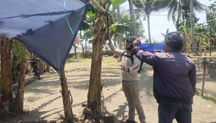 Respon Cepat Sikat Judi Sabung Ayam, Polres Pinrang Datangi Lokasi dan Bakar Arena