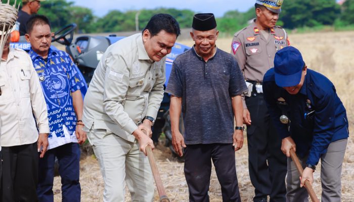 Bupati Barru Hadiri Tradisi Mappalili di Sawah Adat Larumpia, Dorong Produktivitas Petani
