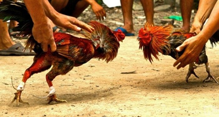 Pelaku Judi Sabung Ayam di Sidrap Terancam 10 Tahun Penjara