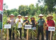 Sidrap Ikuti Panen Jagung Serentak Nasional, Dukung Swasembada Pangan