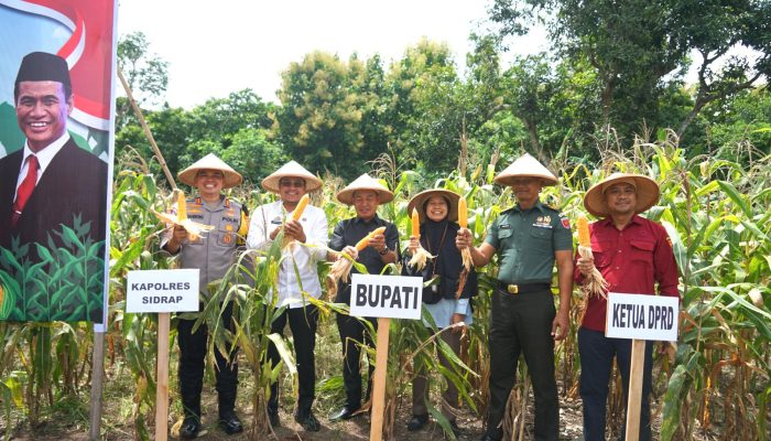 Sidrap Ikuti Panen Jagung Serentak Nasional, Dukung Swasembada Pangan