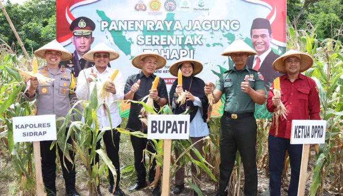 Kolaborasi Polri dan Forkopimda: Panen Jagung Perdana Tahap I di Polsek Watang Pulu