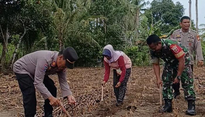 Dukung Petani Lokal, Kapolsek Baranti Gelar Tanam Jagung Bersama Forkopimcam