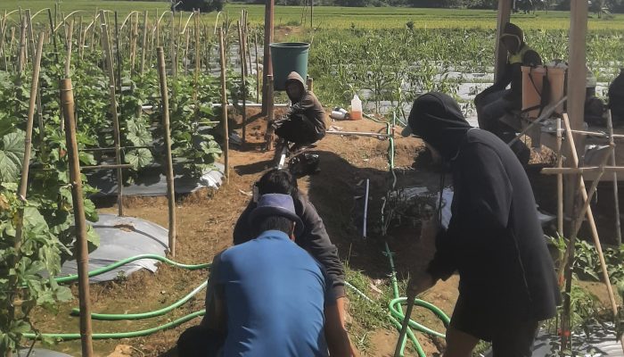 Mahasiswa Pendidikan Vokasional Teknik Pertanian Bangun Irigasi Tetes untuk Budidaya Melon di P4S Bukit Melintang