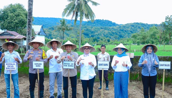 Dukung Swasembada Pangan, Bupati Barru Tanam Jagung di Desa Balusu