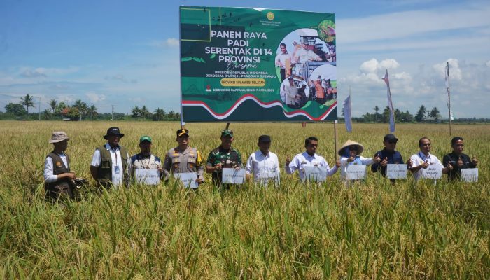 SIDRAP Jadi Sorotan Nasional, Presiden Prabowo Hadiri Panen Raya Padi Serentak