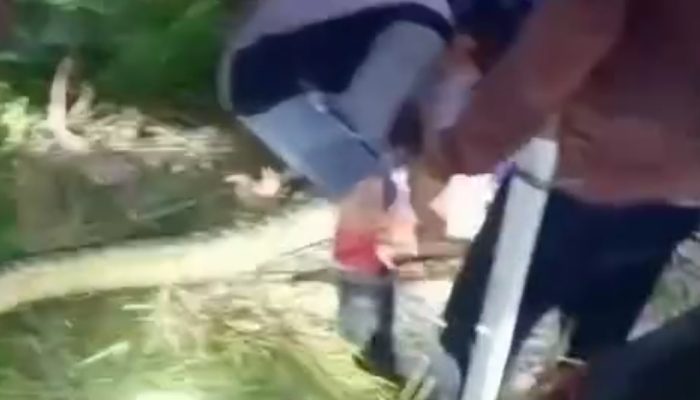 Tragedi Mengerikan di Sidrap: Wanita Lansia Tewas Ditelan Ular Piton