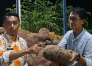 Porang Sidrap Tembus Pasar Ekspor, Gagasan Bupati Syaharuddin Alrif Jadi Lokomotif Ekonomi Warga