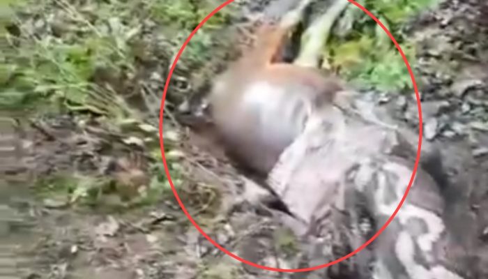 Video: Detik-Detik Ular Piton 6,5 Meter Telan Sapi Warga di Betao Riase, Warga Diimbau Waspada