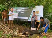 BAZNAS Bone Sembelih 10 Ekor Sapi dan 3 Ekor Kambing dari Mudhohi dalam Program Kurban Berkah 1446 H/2025 M