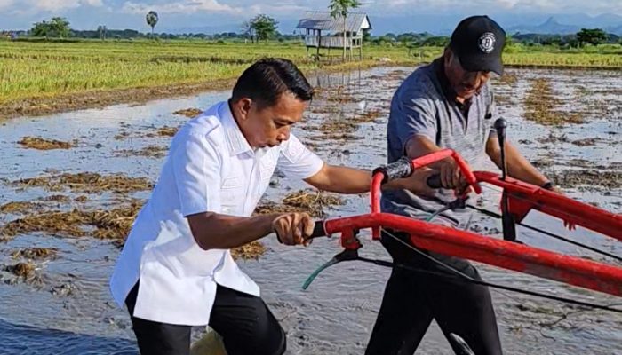 Lahan Tidur Disulap Jadi Sawah: Panca Lautang Sidrap Panen Bantuan Rp75 Miliar