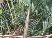 Rumbia di Aceh Barat Tak Lagi Berbuah, Penjual Rujak Merana