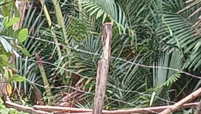 Rumbia di Aceh Barat Tak Lagi Berbuah, Penjual Rujak Merana