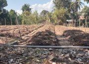 KWT Gampong Ladang Kembali Tanam Bawang Merah, Wujud Ketekunan dan Kemandirian Perempuan Tani