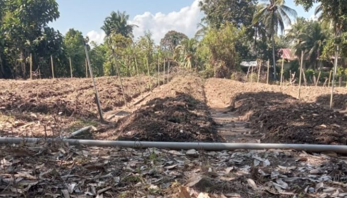 KWT Gampong Ladang Kembali Tanam Bawang Merah, Wujud Ketekunan dan Kemandirian Perempuan Tani