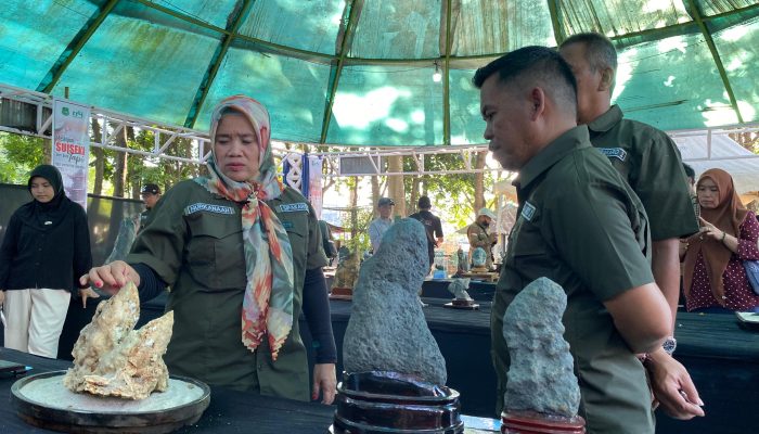 Pameran Bonsai dan Batu Suiseki Nasional Meriahkan HUT ke-80 RI di Sidrap