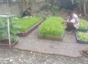 Budi Gawa : Sulap Lahan Kosong Jadi Kebun Mini Produktif