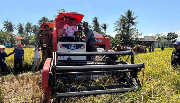Panen Perdana di Bila Riawa, Bupati Syaharuddin: Bersyukur dan Terus Jaga Kebersamaan