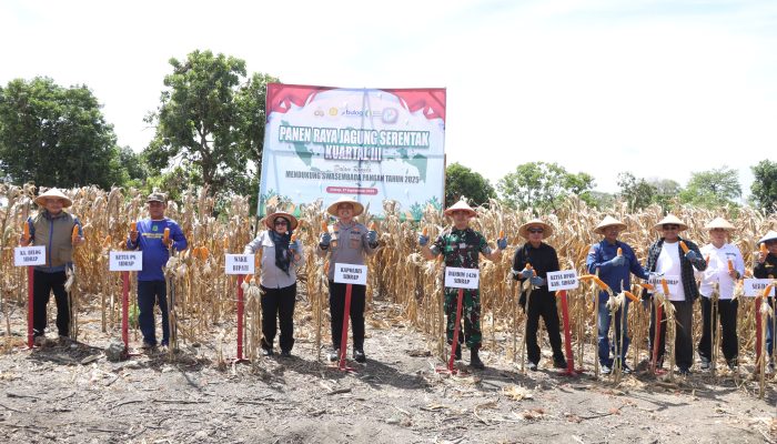 Pimpin Panen Raya Jagung, Kapolres Sidrap: Kami Siap Mendukung Ketahanan Pangan