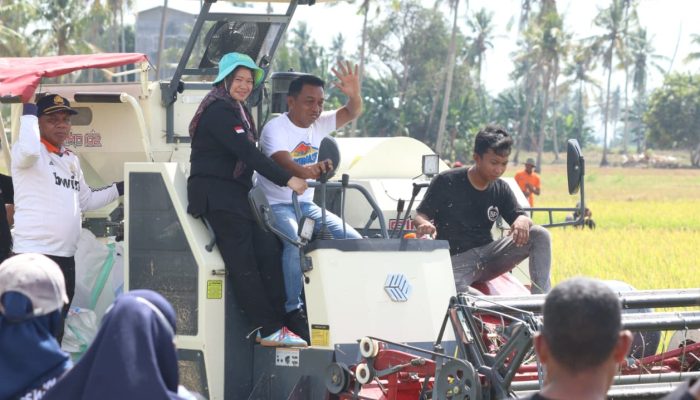 Bupati Sidrap dan Direktur Alsintan Panen Raya di Panca Lautang