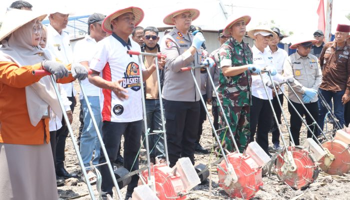 Digelar Serentak, Kapolres Sidrap Tanam Jagung Bersama Forkopimda
