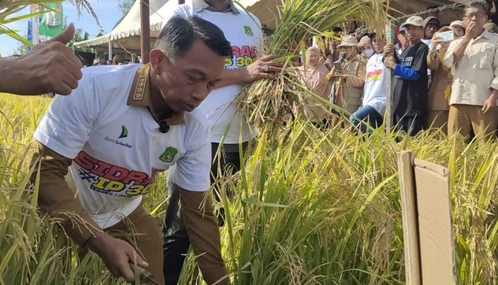 Desa Takkalasi Sukses Panen Perdana IP300 Bupati Sidrap, Target Satu Juta Ton Panen Berikutnya