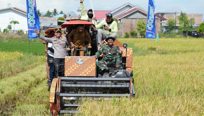 Wujud Sinergi, Kapolres Sidrap Bersama Forkopimda Terjun Langsung Panen Padi IP 300