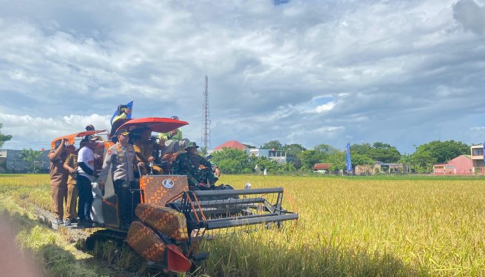 Panen 52 Hektare di Majjelling Wattang Bukti IP 300 Sukses Diimplementasikan