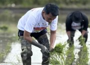 Panen IP300 Tembus 7,5 Ton per Hektare, Sidrap Tunjukkan Lonjakan Produktivitas Petani