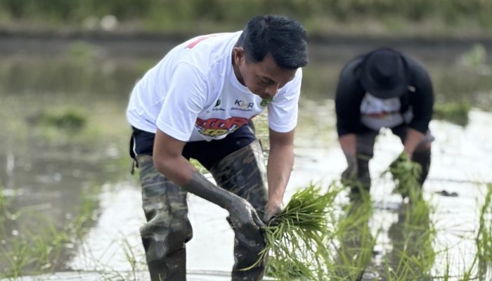 Panen IP300 Tembus 7,5 Ton per Hektare, Sidrap Tunjukkan Lonjakan Produktivitas Petani