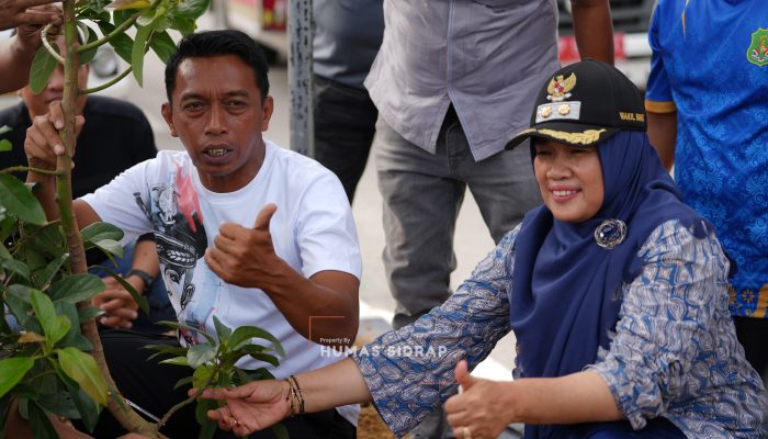 Jalan Baru Depan SKPD Sidrap Dihijaukan dengan Ratusan Tanaman Alpukat