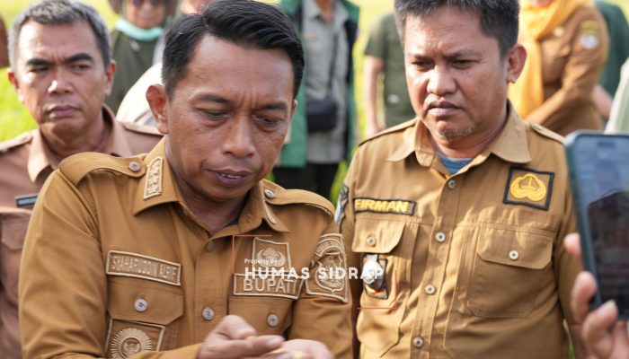 Panen Padi Awal Tahun, Sidrap Terus Jaga Produktivitas Pertanian