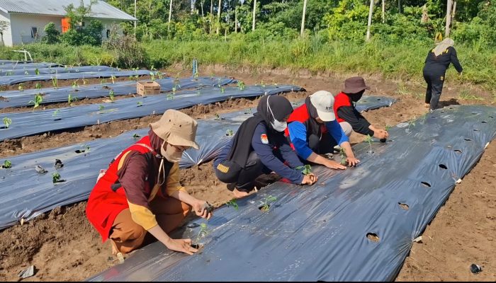 Mahasiswa KKN Unhas Gelombang 115 Dorong Kemandirian Pangan Desa Kalosi Melalui Budidaya Cabai Rawit